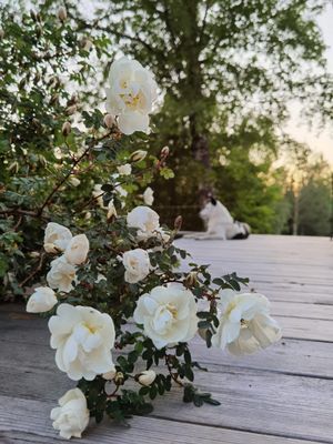 Litet trevligt torp med högt, lugnt & soligt läge - Bild 24