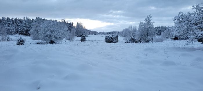 Utsikt från trädgården