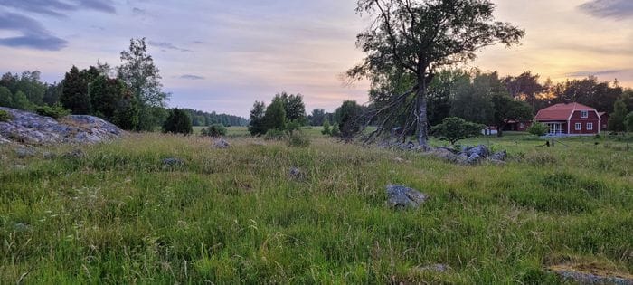 Utsikt från trädgård