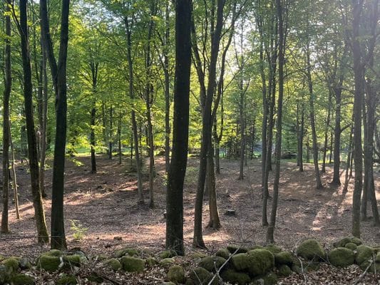 Bokskogen vid gården.