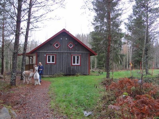 Mysig stuga på en alpackagård