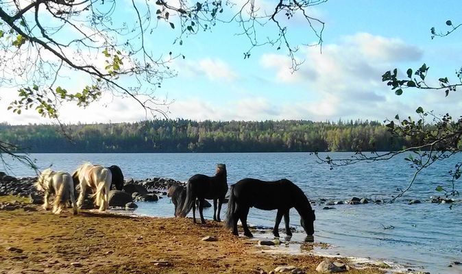 Småland - Lägenhet på hästgård vid sjön Solgen! - Bild 8