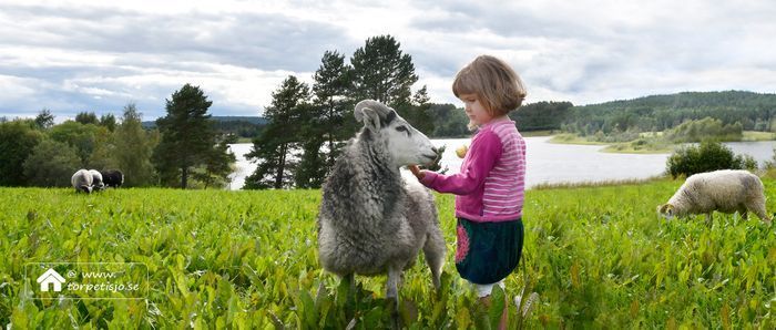 Gutefår, en gammal svensk lantras