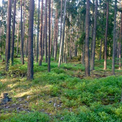 Stigen genom skogen