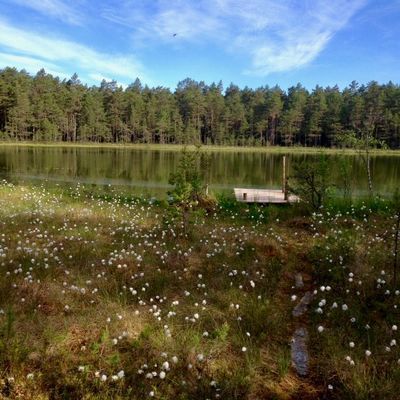 Bryggan vid tjärnen