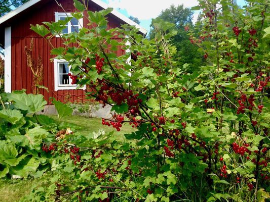 Bild 4 på Gammal gård i Sörmlands skogsbygd