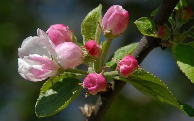 Theas hus på Österlen - Bild 56