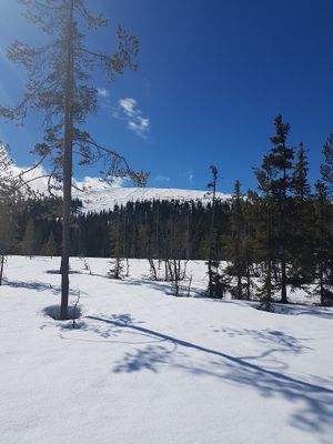 Fin stuga i Fjätervålen, nära Idre - Bild 24