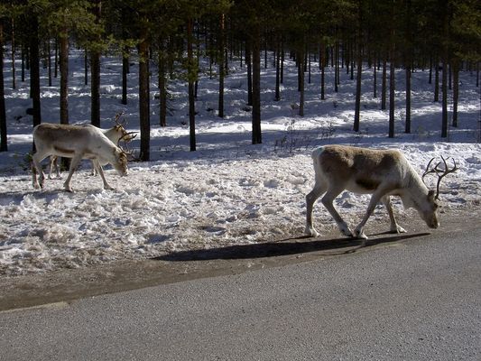 Fin stuga i Fjätervålen, nära Idre - Bild 25