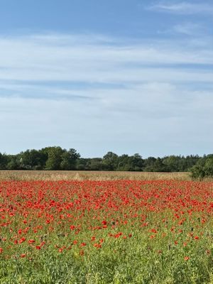 Fint hus i Björkhaga Gotland - Bild 10