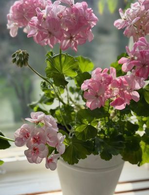 Sommarstuga nära badbrygga Vaxholm Rindö Stockholm - Bild 19