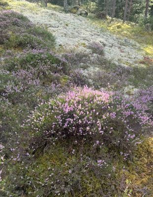 Vacker skog med promenadstig kantad av bär och ljung. Framför huset.