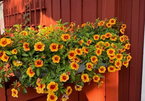 Sommarstuga nära badbrygga Vaxholm Rindö Stockholm - Bild 32