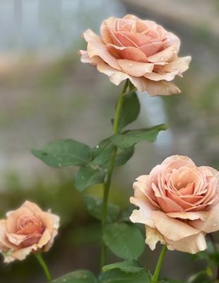 Sommarstuga nära badbrygga Vaxholm Rindö Stockholm - Bild 45