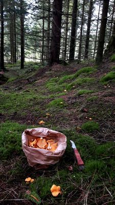 På sensommaren och hösten finns det gott om svamp i skogen, för den som är sugen.