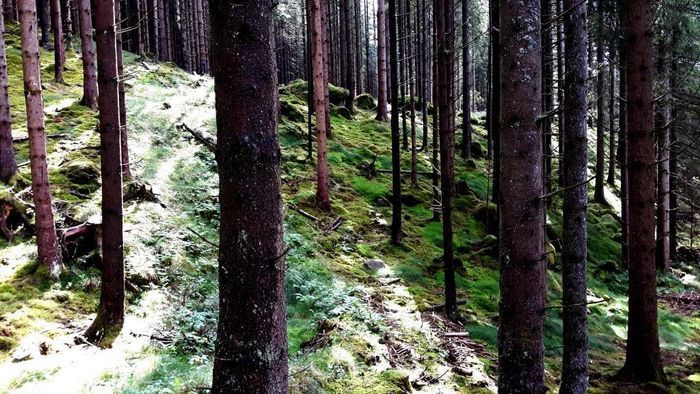 Ströva runt i härlig Trollskog nära stugan.