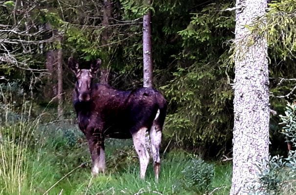 Smyg dig fram i skogen och då kanske du stöter på en Älg.