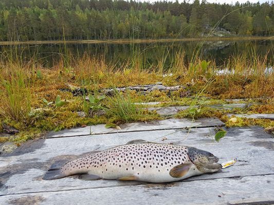 There is plenty of places for fishing, picking berries and muchrooms.