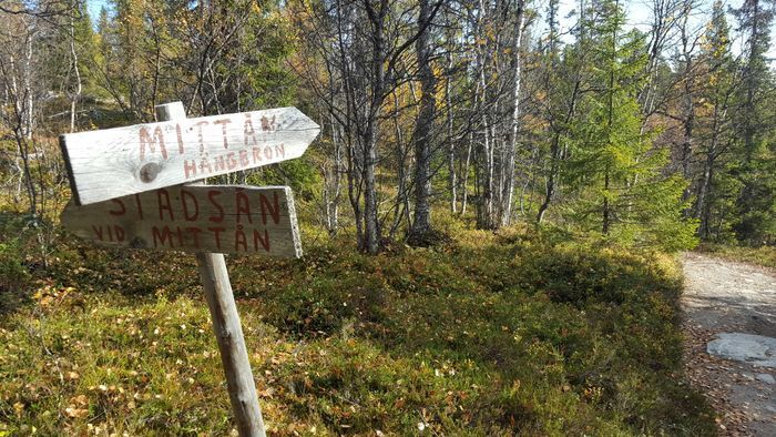 Längs en populär vandringsled längs sjön mot hängbron över Mittån