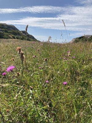 Uthyres stuga Hamburgö på Sveriges västkust - Bild 50