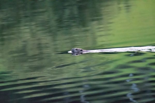 Bekväma torpet i Sjö, fint hus med enskilt läge - Bild 53