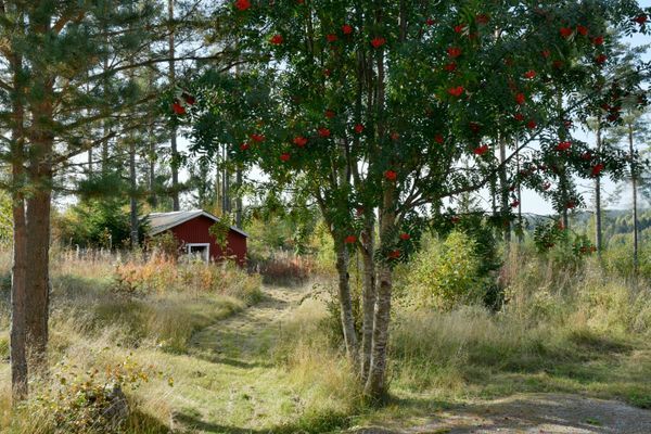 Bekväma torpet i Sjö, fint hus med enskilt läge - Bild 35