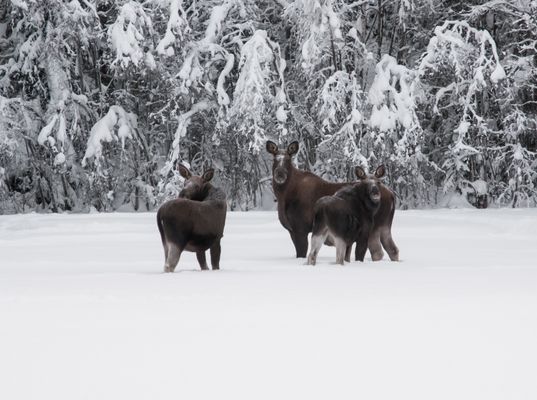 Bekväma torpet i Sjö, fint hus med enskilt läge - Bild 20