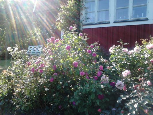 Skärgårdsparadis - Bild 9