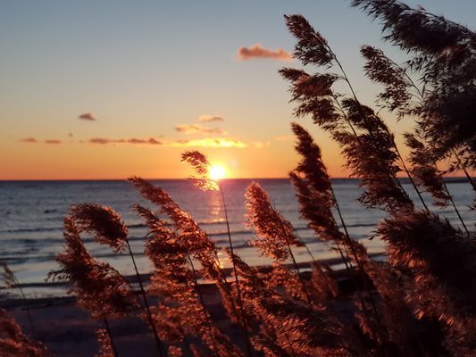 Boende 8 bäddar  Tofta Strand Gotland - Bild 13
