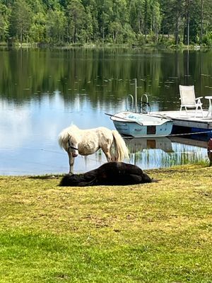 Stuga med sjötomt , ponnyer i hagen , jacuzzi . - Bild 6