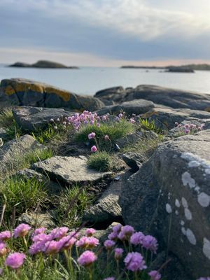 Mysig attefallare i Espevik/Årnäshalvön/Varberg - Bild 21