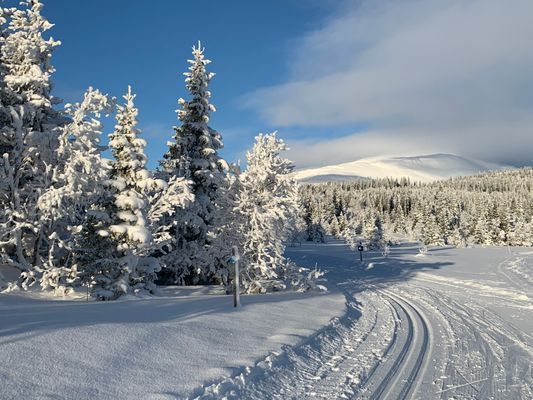 Inspo - Vinter - Björnen Längdspår