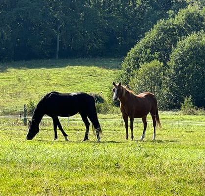 Stuga vid naturreservat - Bild 18
