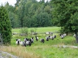 Sunnanäng i Gryts härliga skärgård. - Bild 7