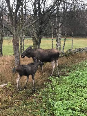 Semesterboende på Linderödsåsen, Hörby Kommun - Bild 27