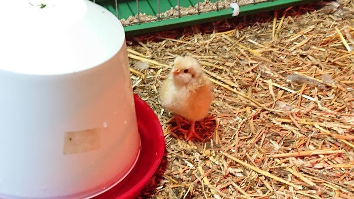 Semesterboende på Linderödsåsen, Hörby Kommun - Bild 24