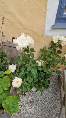 Visby innerstad, Gotland v 29, hund ok - Bild 28