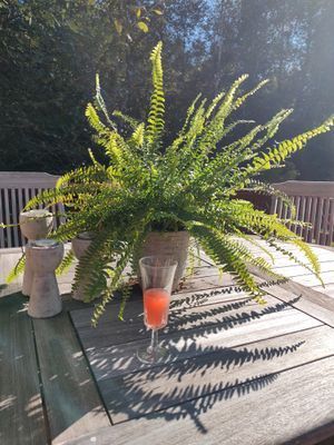 Semesterboende på Linderödsåsen, Hörby Kommun - Bild 40