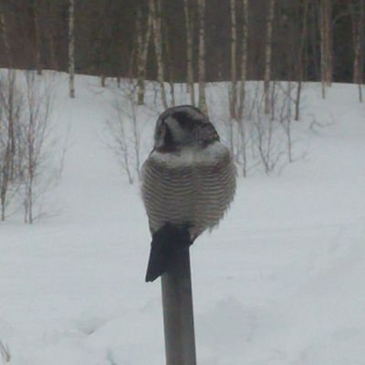 Trevlig stuga mitt mellan hemavan och Tärnaby - Bild 25