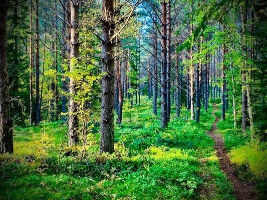 Vacker stuga med magisk utsikt, spabad och bastu - Bild 23