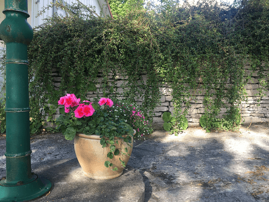 1800-tal vid lammen - Bild 7