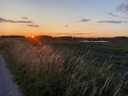 Öland,Borgholm, Köpingsvik,Alböke, Eriksberg. - Bild 26