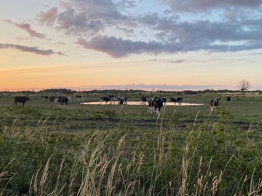 Öland,Borgholm, Köpingsvik,Alböke, Eriksberg. - Bild 25