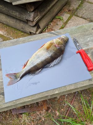 Enkel fiskestuga med bastu på ö i Dalälven - Bild 17