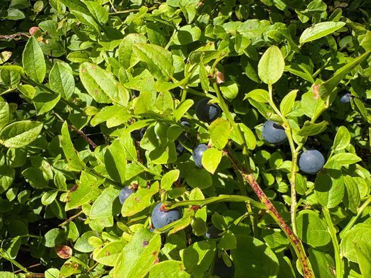 Fritidshus - havsutsikt och nära till bad - Bild 17