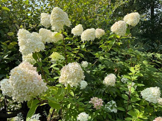 Fritidshus - havsutsikt och nära till bad - Bild 16