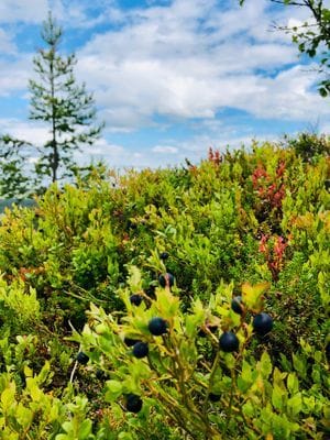 Familjevänlig & mysig fjällstuga på Vemdalsskalet - Bild 10