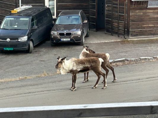 Mysigt fjällboende i Åre Björnen - Bild 9