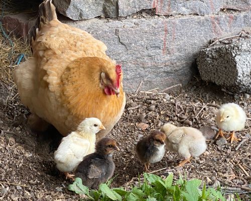 Bild 4 på Stuga på vacker bondgård | Öppna vyer & nära sjön