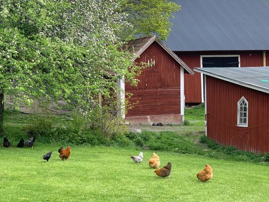 Stuga på vacker bondgård | Öppna vyer & nära sjön - Bild 20